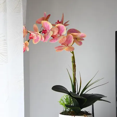 Appartement Click - *